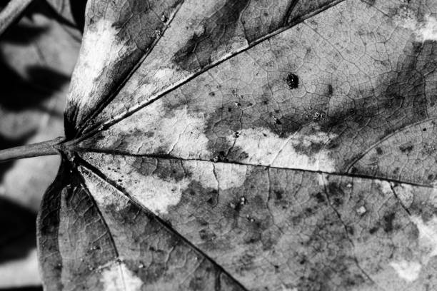 Detail of Autumn Leaf, close-up