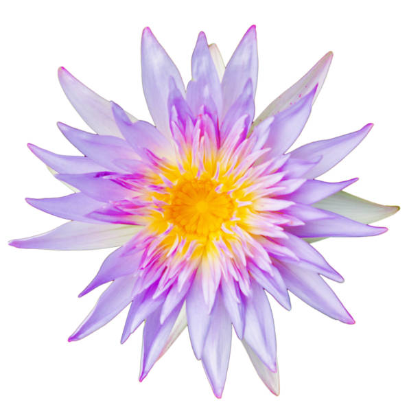 istock purple lotus call science name is  NYMPHAEACEAE  isolated with white background 1183044854