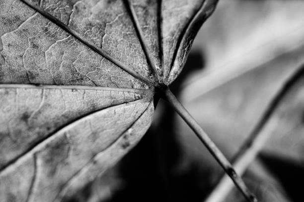 istock Detail of Autumn Leaf 1183044872