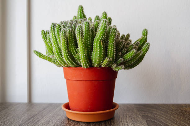 istock Cactus in small brown pot on wood table 1183044896