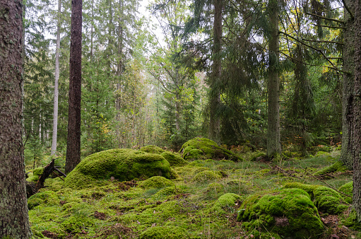 Untouched forest with moss covered floor