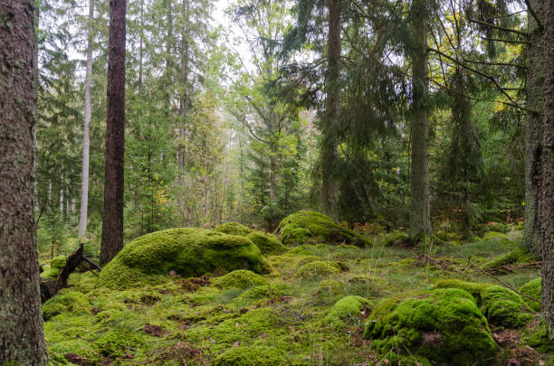 Untouched forest with moss covered floor stock photo