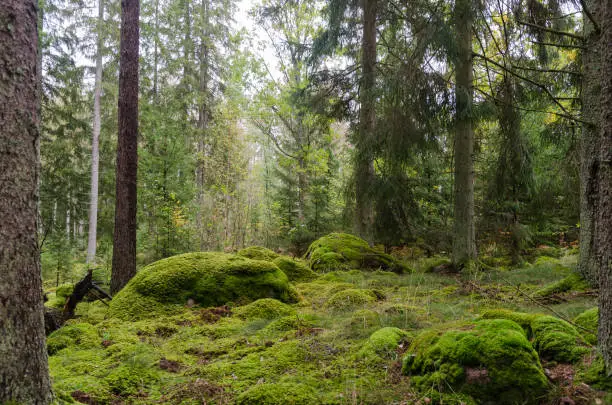 Untouched forest with moss covered rocks on the ground