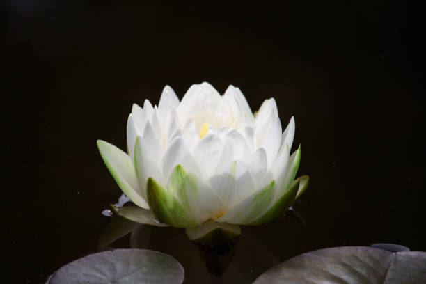 istock White water lily floating in a pond 1183046092