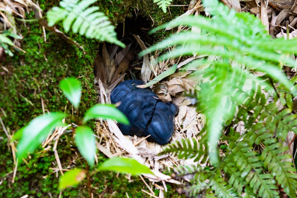 istock object in the hollow of a tree 1183046751