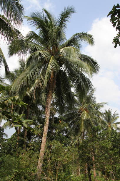 istock Coconut tree in the jungle 1183049438