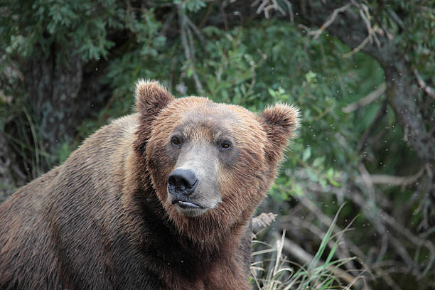 istock portrait of the bear 118305091