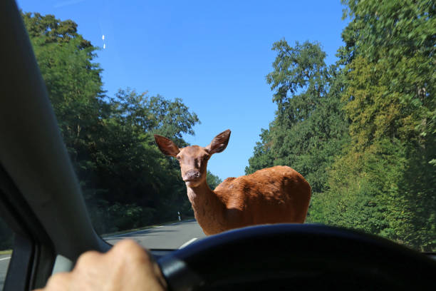 Be aware of deer crossing