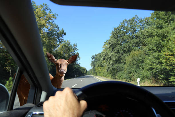 istock Be aware of deer crossing 1183051159