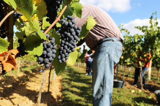 istock Manual grape harvesting, hand harvesting 1183051180