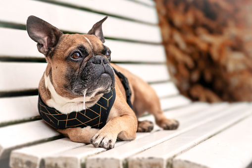 A two year old gray Frenchie that lost an eye due to infection.  A sweet, fun pup that’s ready to play.  Shot in outdoor park setting in Beaverton, Oregon.