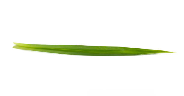 pandan leaves isolated on white background