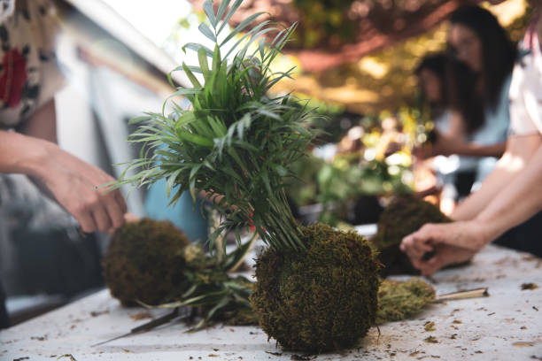 gruppo di persone che imparano il giardinaggio ornamentale con la tecnica giapponese kokedama - nature japanese garden formal garden ornamental garden foto e immagini stock