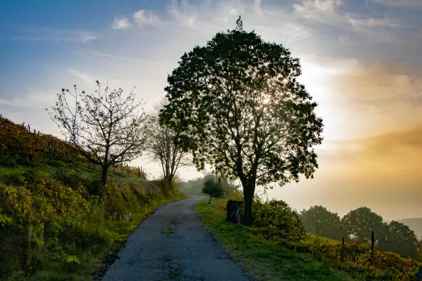 Beautiful morning country road in Tuscany, Italy. Vinayards, olive-wood, No people, scenic landscape.