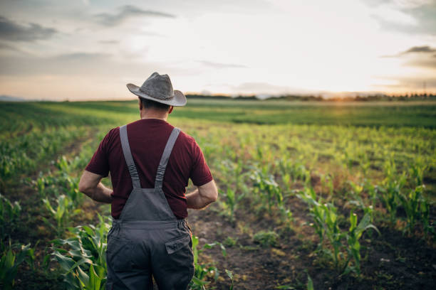 istock Farmer at the corn field 1183057126