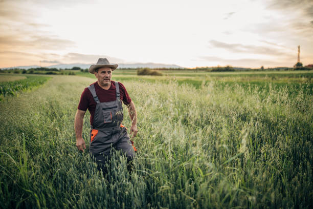 istock Farmer in the wheat field 1183057406