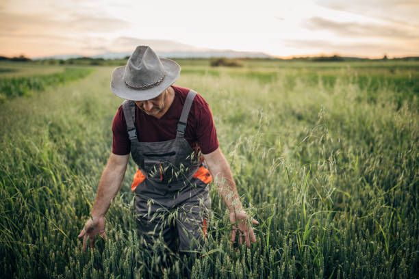 istock Farmer in the wheat field 1183058033