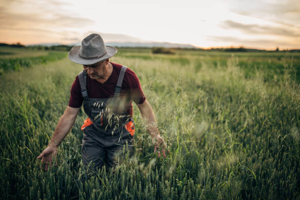 istock Farmer in the wheat field 1183058084