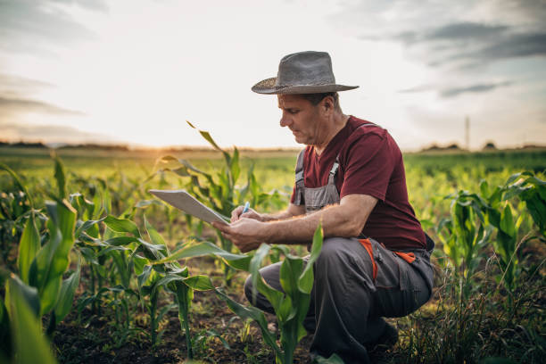 istock Farmer examining crops on his farm 1183058719