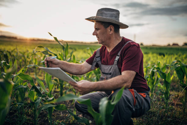 istock Farmer doing quality control on the farm 1183058793