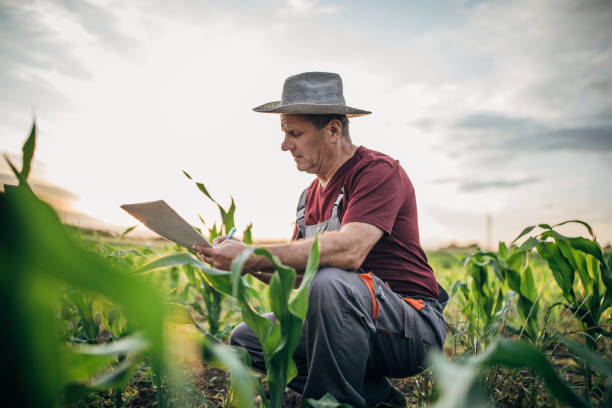 istock Farmer doing quality control on the farm 1183058854