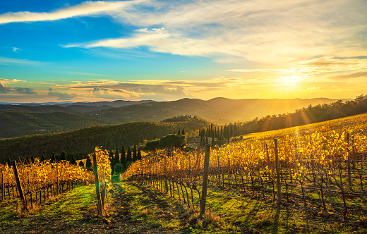 Radda in Chianti vineyard and panorama at sunset in autumn. Tuscany, Italy Europe.