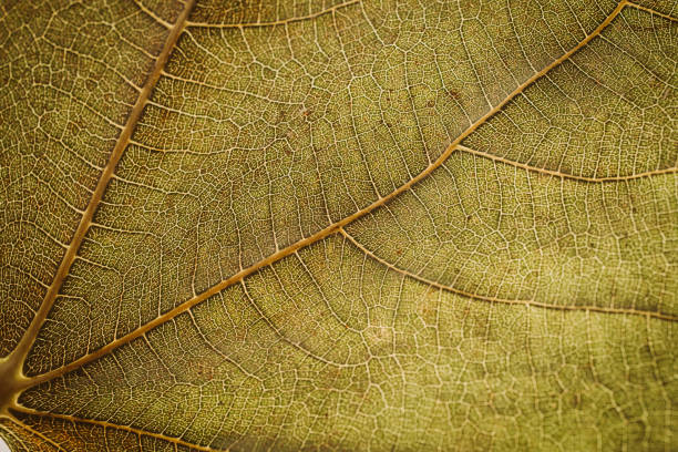 Green leaf texture and background. Macro view of green leaf texture. Organic and natural pattern. Abstract texture and background for designers. Green leaves background. Close up of green leaf texture.
