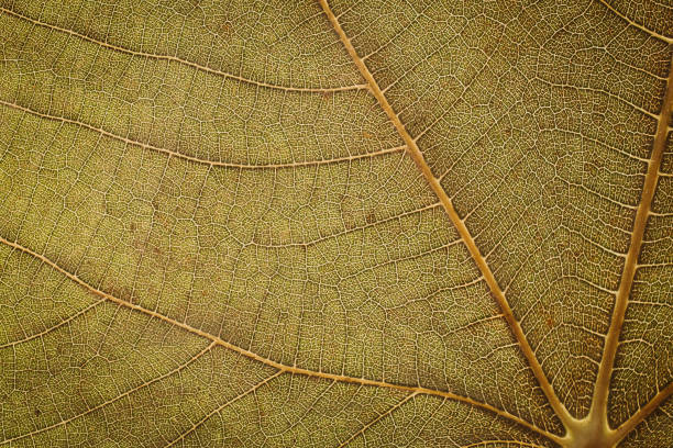 istock Green leaf texture and background. Macro view of green leaf texture. Organic pattern. Abstract texture and background for designers. Green leaves background. Close up of green leaf texture. 1183058955