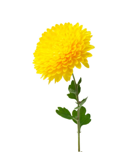 Yellow  chrysanthemum flowers isolated on white