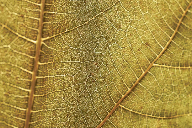 Green leaf texture and background. Macro view of green leaf texture. Organic and natural pattern. Abstract texture and background for designers. Green leaves background. Close up of green leaf texture.