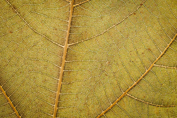istock Green leaf texture and background. Macro view of green leaf texture. Organic pattern. Abstract texture and background for designers. Green leaves background. Close up of green leaf texture. 1183059093