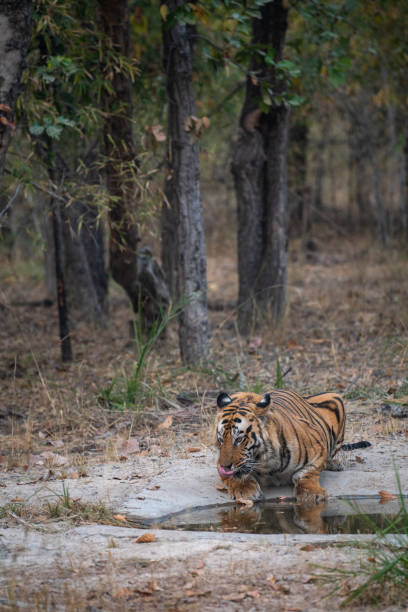 istock Wild male bengal tiger drinking water from waterhole while patrolling his territory sighted him in evening safari at bandhavgarh national park or tiger reserve, madhya pradesh, india - panthera tigris 1183061374