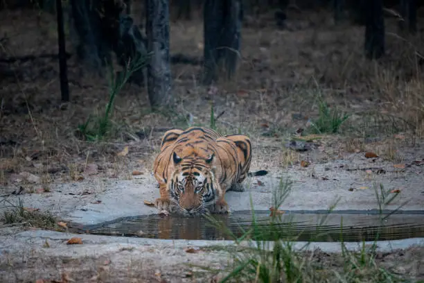 Photo of Wild male bengal tiger drinking water from waterhole while patrolling his territory sighted him in evening safari at bandhavgarh national park or tiger reserve, madhya pradesh, india - panthera tigris