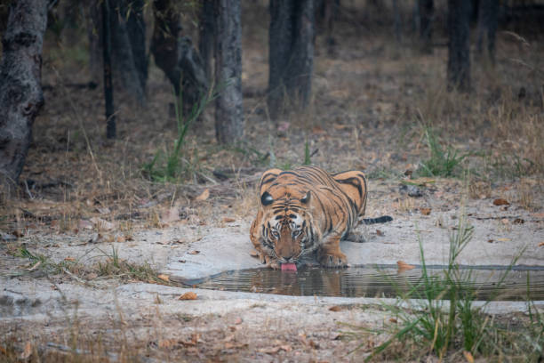 tigre de bengala salvaje tigre de bengala beber agua de pozo de agua mientras patrullaba su territorio lo vio en safari nocturno en el parque nacional de bandhavgarh o reserva de tigre, madhya pradesh, india - panthera tigris - madhya fotografías e imágenes de stock