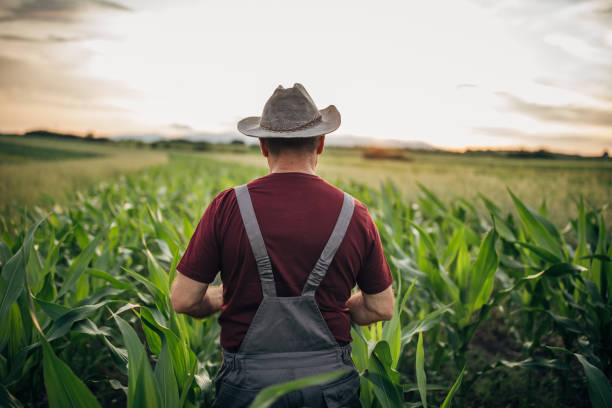 istock Farmer standing on the agricultural field 1183061589