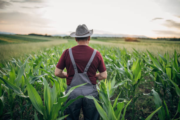 istock Farmer standing on the agricultural field 1183061683
