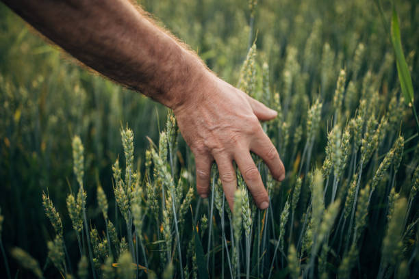 istock Farmer touching wheat at field 1183061823