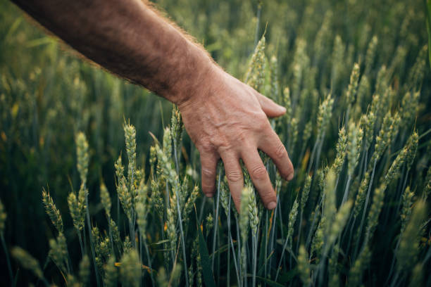 istock Farmer touching wheat at field 1183061867