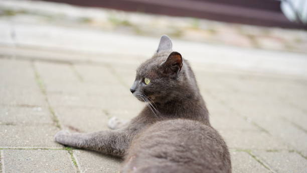 istock Cat grey silvery adult 1183062160