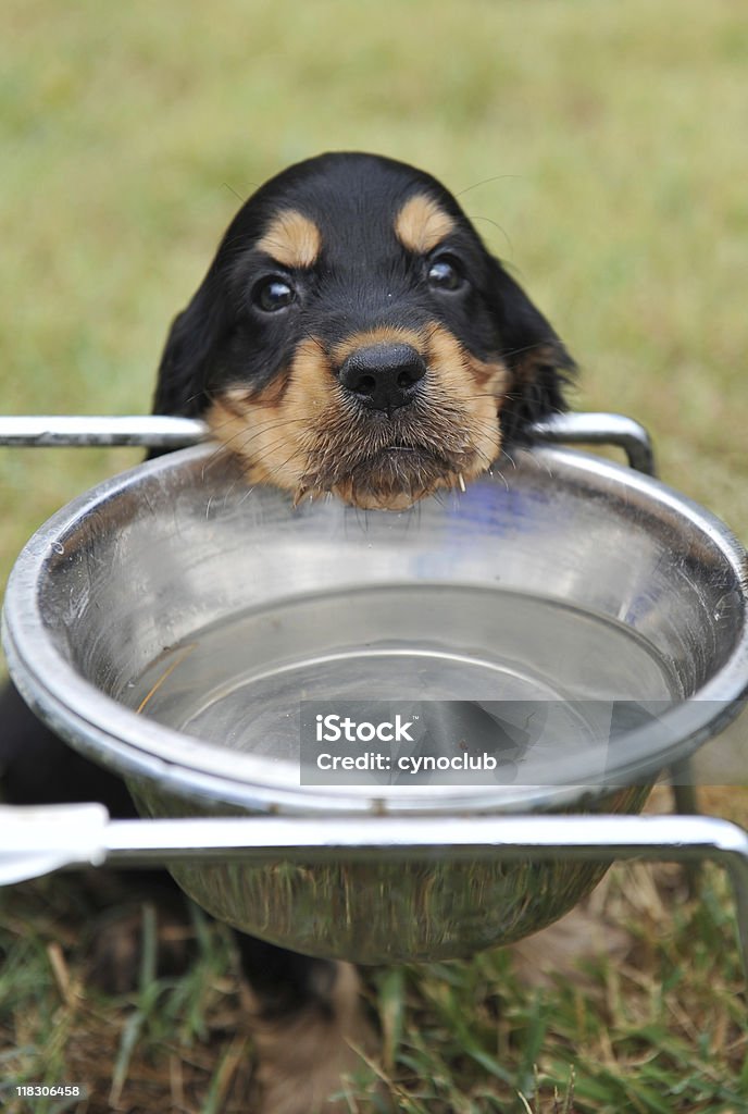 puppy drinking  Drinking Water Stock Photo