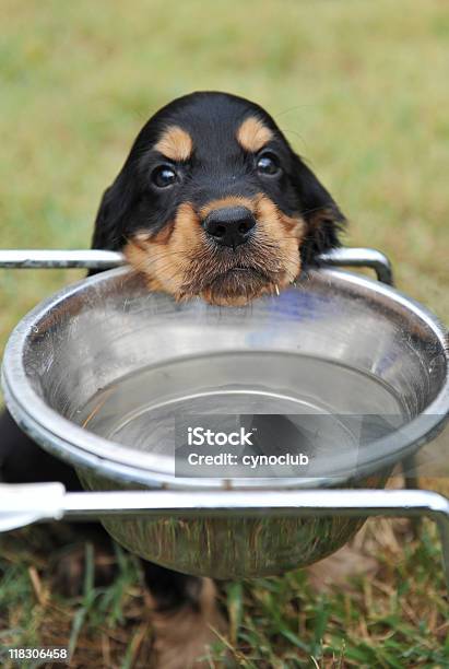 Puppy Drinking Stock Photo - Download Image Now - Drinking Water, Dog, Pets