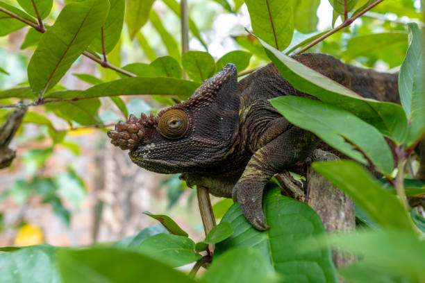 istock Parsons chameleon (Calumma parsonii) in Madagascar 1183064667