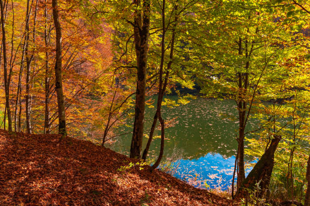 istock Yellow trees in autumn mountain forest 1183064764