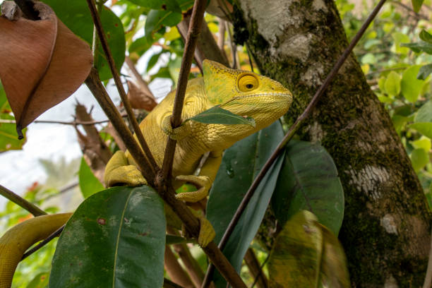istock Green chameleon - Chamaeleo calyptratus ,Wild nature Madagascar 1183065748