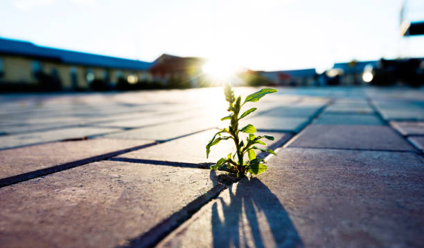istock Small plant growing on brick floor 1183065783