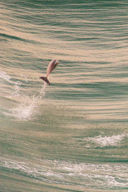 istock Happy dolphin jumping out of a wave back into ocean 1183065845