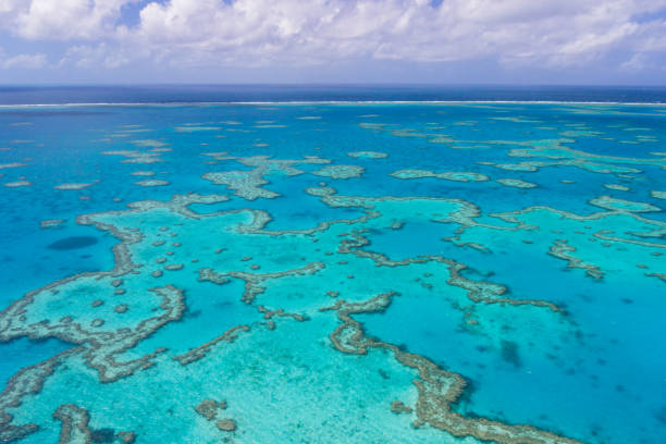 istock Aerial view on great barrier reef with horizon with clouds and clear blue water 1183065875