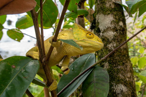 Green chameleon - Chamaeleo calyptratus ,Wild nature Madagascar