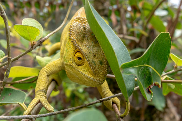 istock Green chameleon - Chamaeleo calyptratus ,Wild nature Madagascar 1183066055