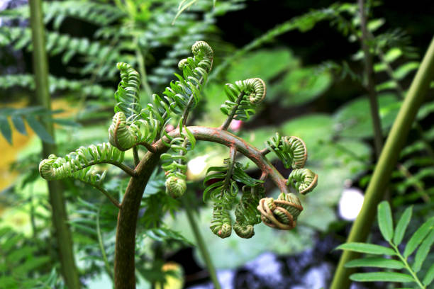 istock Growing green lush fern leaves 1183066095